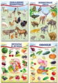 Комплект мини-плакатов. Домашние, лесные животные, фрукты и ягоды, овощи.