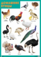 Плакат. Домашние птицы. (50х70)
