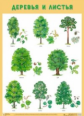 Плакат. Деревья и листья. (50х70)