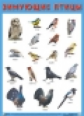 Плакат. Зимующие птицы. (50х70)