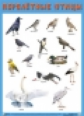 Плакат. Перелетные птицы. (50х70)