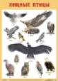 Плакат. Хищные птицы. (50х70)