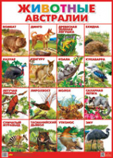 Плакат. Животные Австралии.