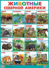 Плакат. Животные Северной Америки.