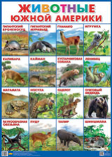 Плакат. Животные Южной Америки.