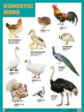 Плакат (англ). Domestic Birds (Домашние птицы). (45х60)