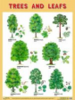 Плакаты (англ). Trees and Leafs (Деревья и листья). (45х60)