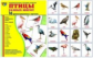Демонстрационные картинки СУПЕР Птицы разных широт. 16 демонстрационных картинок с текстом (173х220м