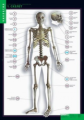 Компл. таблиц. Биология. Строение тела человека. (10 табл.+64 карт.) + методика.